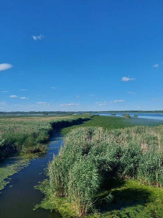Kajakozás