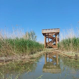 Tündérrózsa