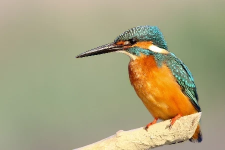 Folyópart